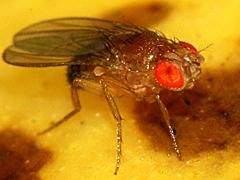 Vinegar Fly